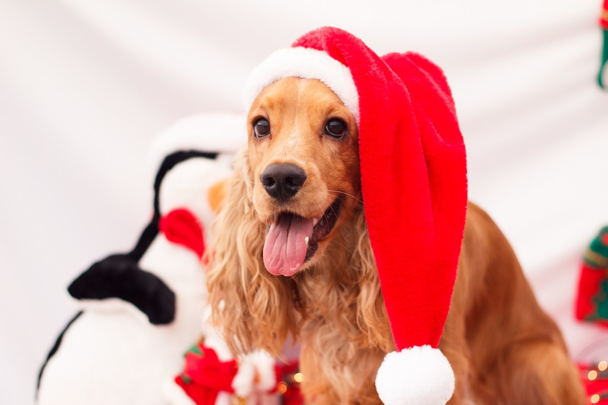 Cocker usando um gorro de papai noel posando para fotos temáticas de natal.