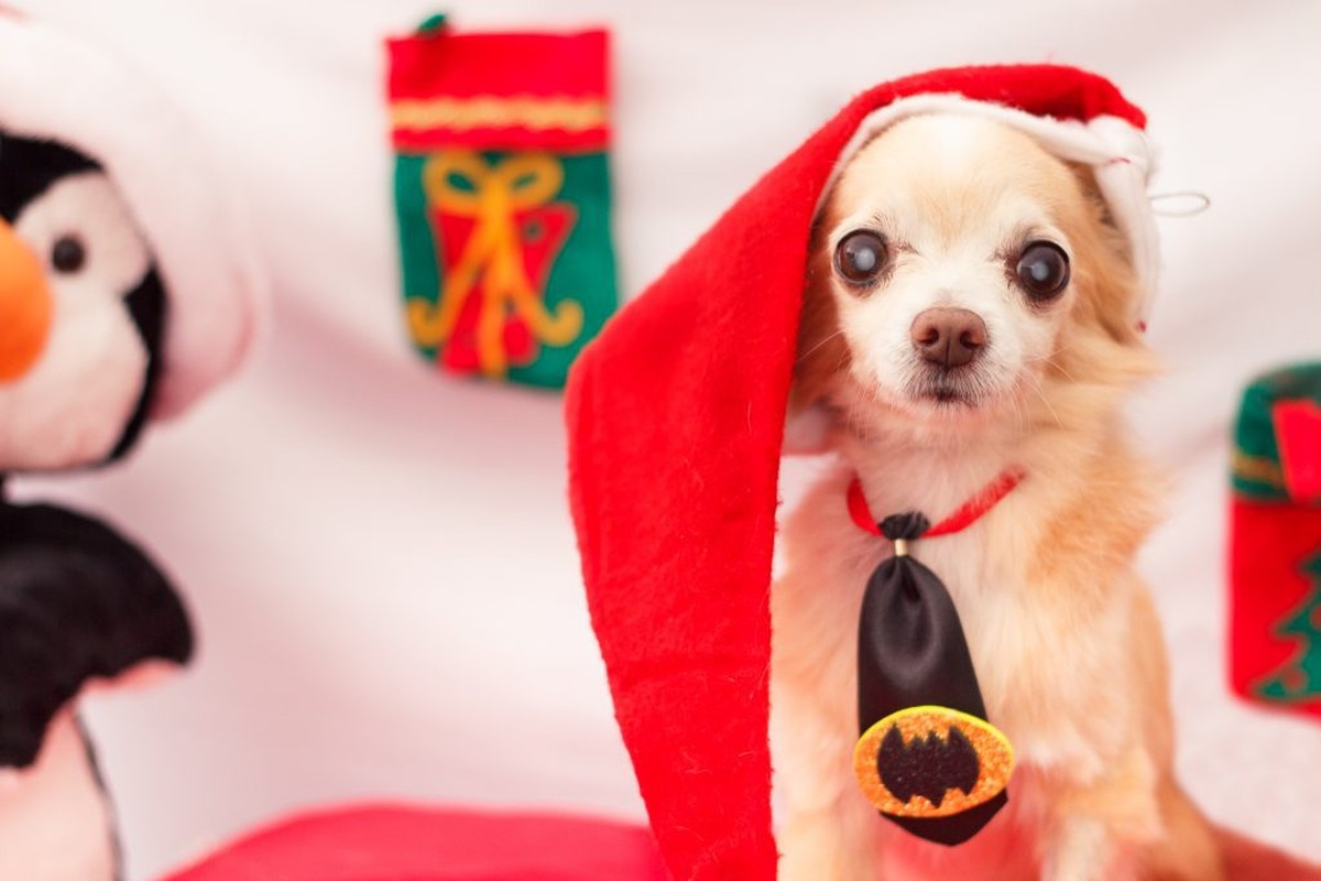 Chihuahua idoso posando para fotos temáticas de natal usando um gorro de papai noel.