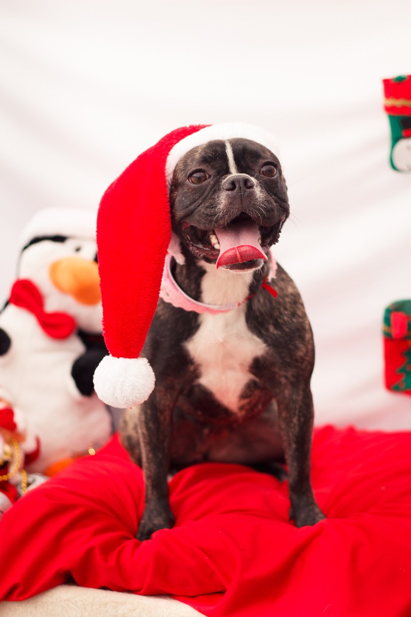 Bulldog francês usando um gorro de papai noel, posando para foto temática de natal.