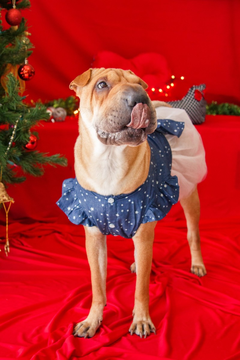 Shar-pei de pé e lambendo a boca em um cenário de natal.
