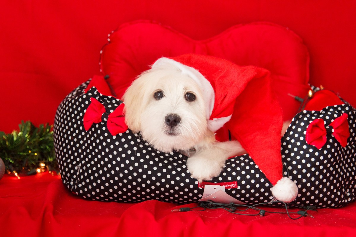 Maltês deitado em uma caminha com detalhes vermelhos, fundo vermelho e usando um gorrinho de papai noel.