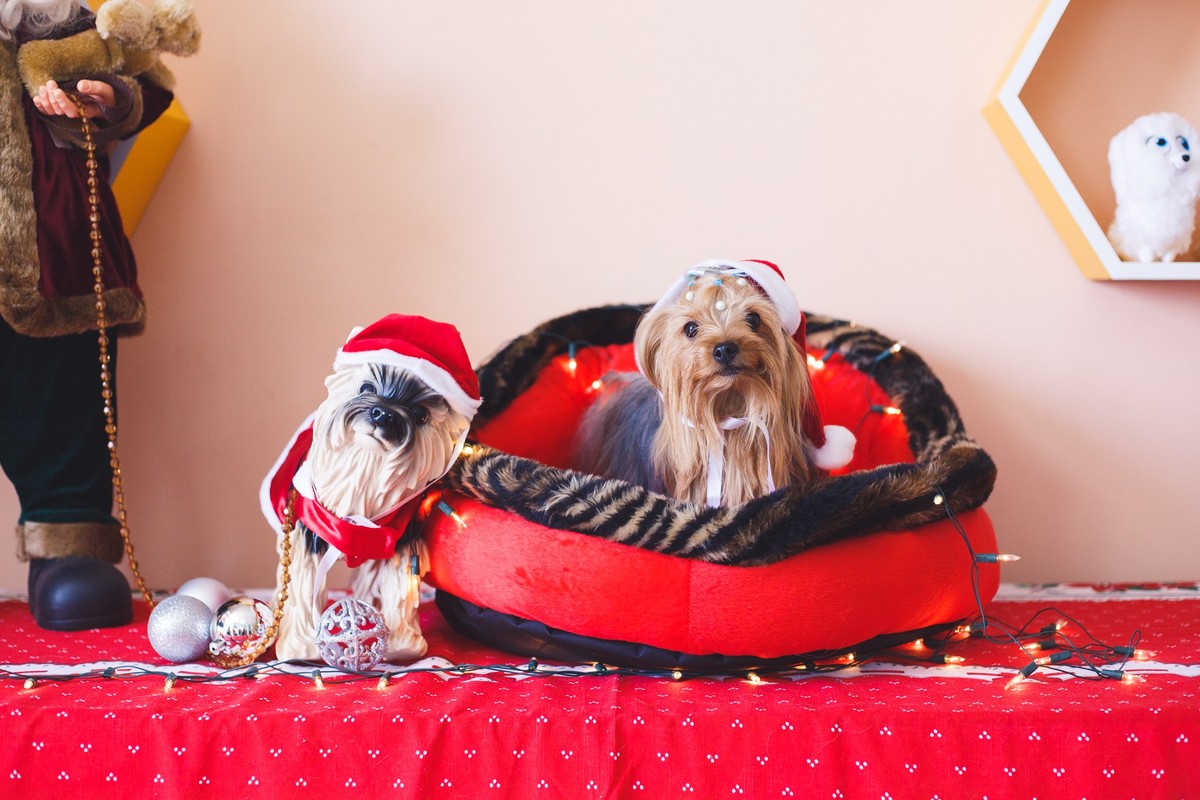 Yorkshire em pé na caminha, olhando para a câmera.