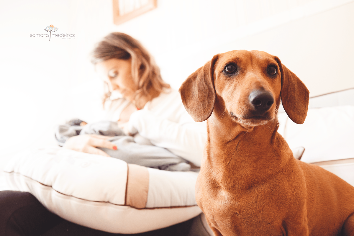 Cachora da família, dachshund, sentada no sofá ao lado da mãe que amamenta seu bebê, levemente desfocada ao fundo da imagem.