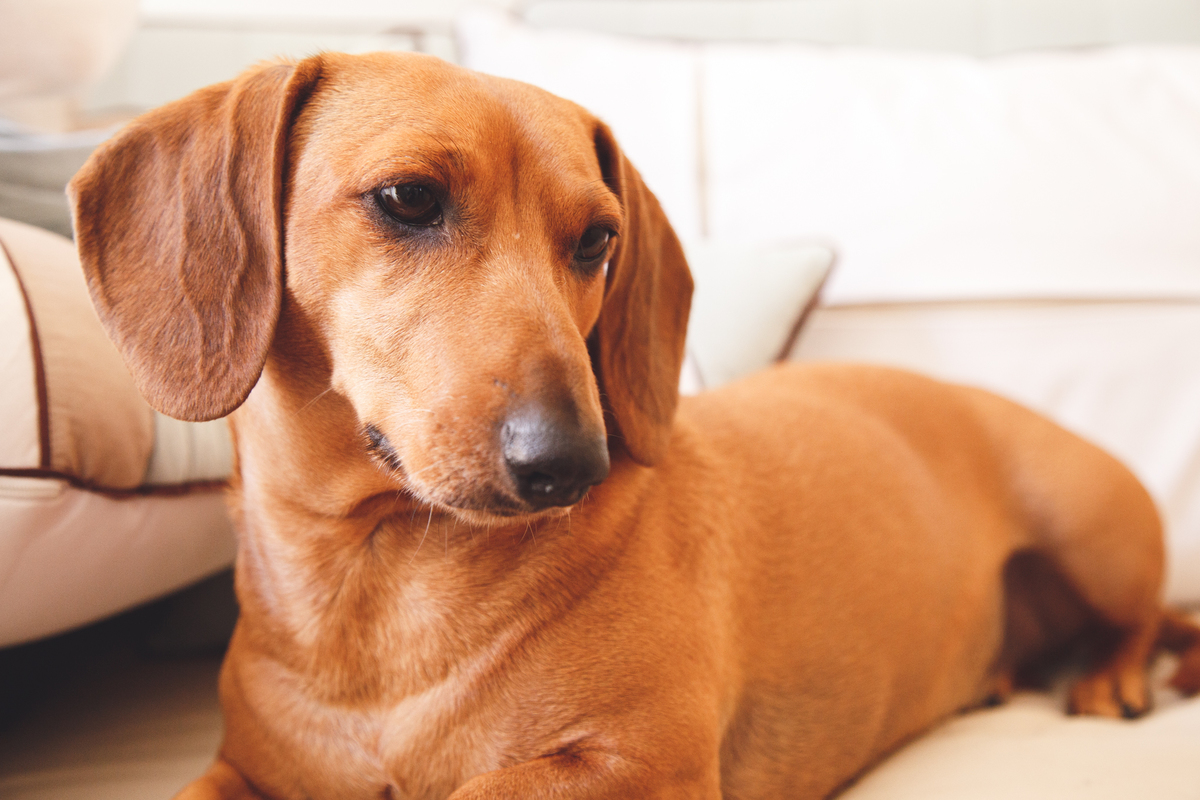 Close na cachorra da família, que está deitada ao lado da mãe amamentando seu bebê recém nascido.