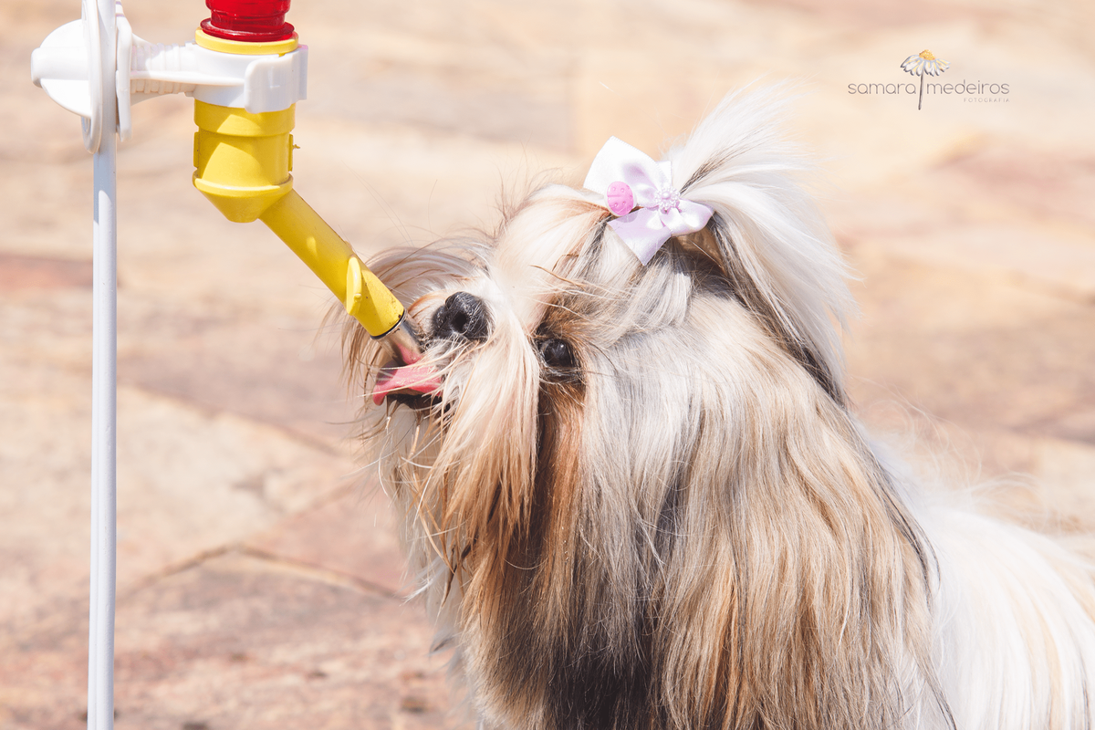 Shih-tzu sentada bebendo água no seu bebedouro personalizado.