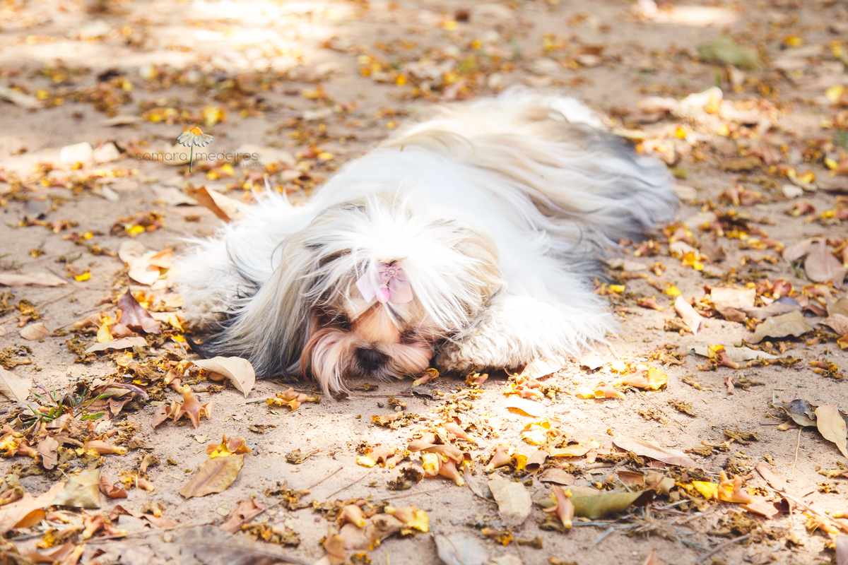 Shih tzu deitada no chão após brincar e correr muito durante seu ensaio fotográfico pet.