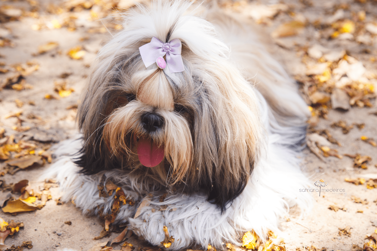 Shih tzu deitada no chão em meio a flores caídas, com uma expressão satisfeita, língua para fora,