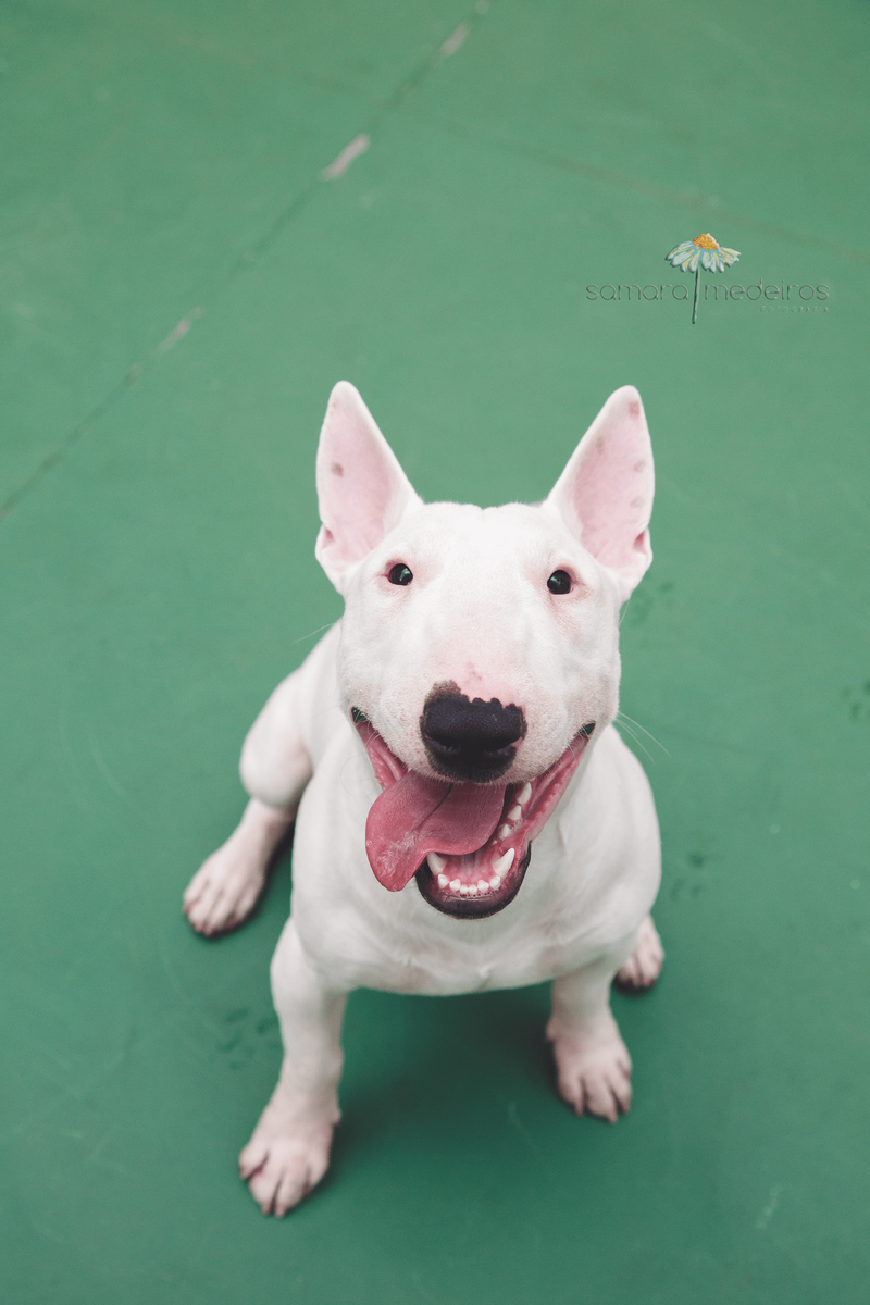 Foto de cima de um bull terrier sentado, olhando para a câmera, sorrindo com a língua para fora.
