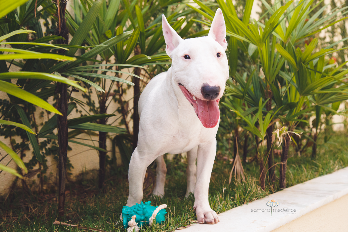 Bull terrier com a língua para fora em cima do murinho do jardim do prédio. Atrás dele algumas plantas.