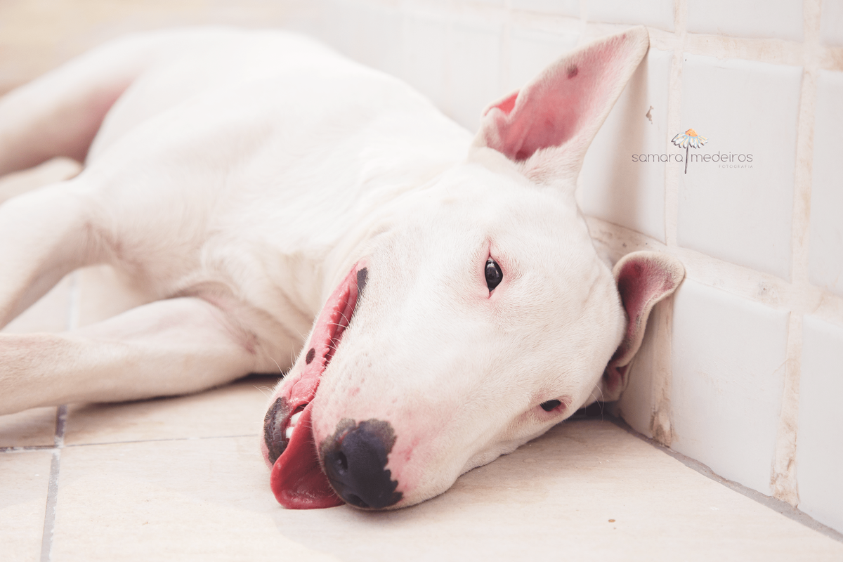 Bull terrier deitado com expressão de cansado após fazer muita bagunça e brincar muito durante ensaio fotográfico pet.