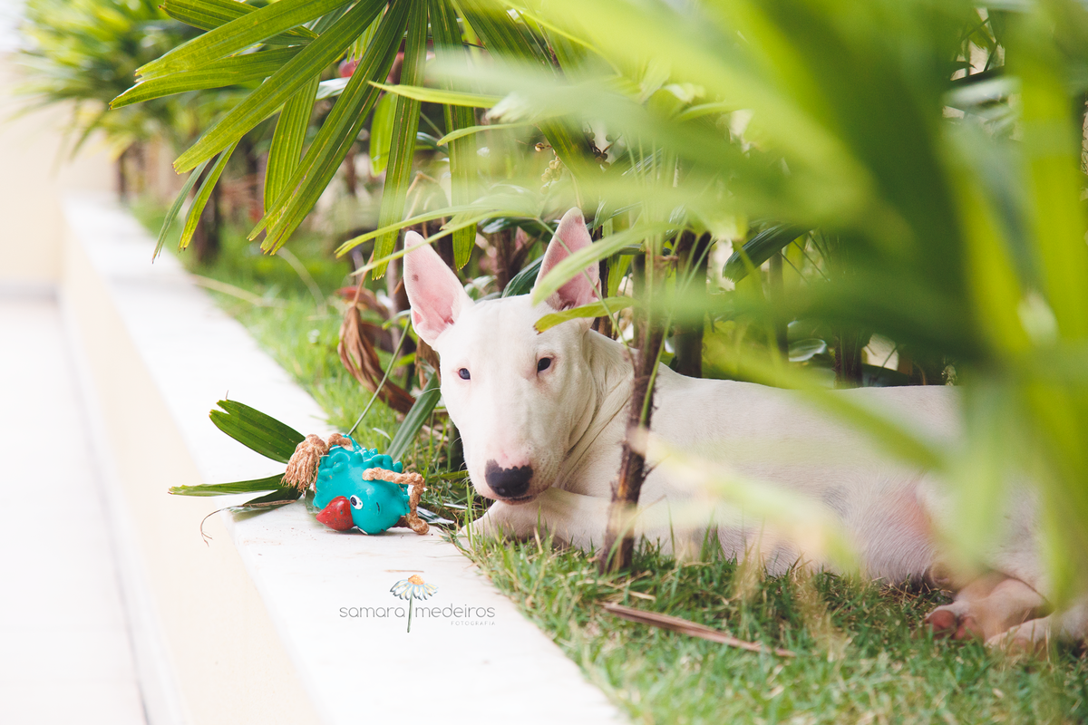 Foto mais distante do bull terrier no meio do jardim do prédio, brincando com seu brinquedo e uma expressão de quem foi pego no flagra, olhando para a câmera.
