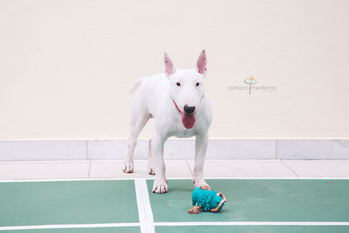 Bull terrier de pé com seu brinquedo aos pés e a língua para fora.