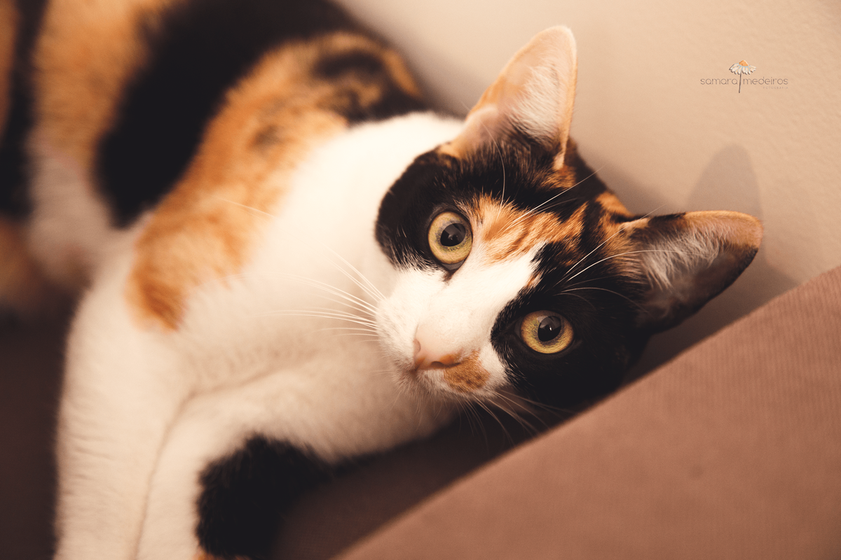 A pet da família, uma gata tricolor deitada atrás do sofá e observando atentamente a fotógrafa.