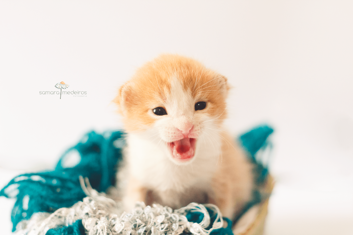 Gatinho filhote amarelo e branco em cima de um emaranhado de lã miando e olhando para a câmera.