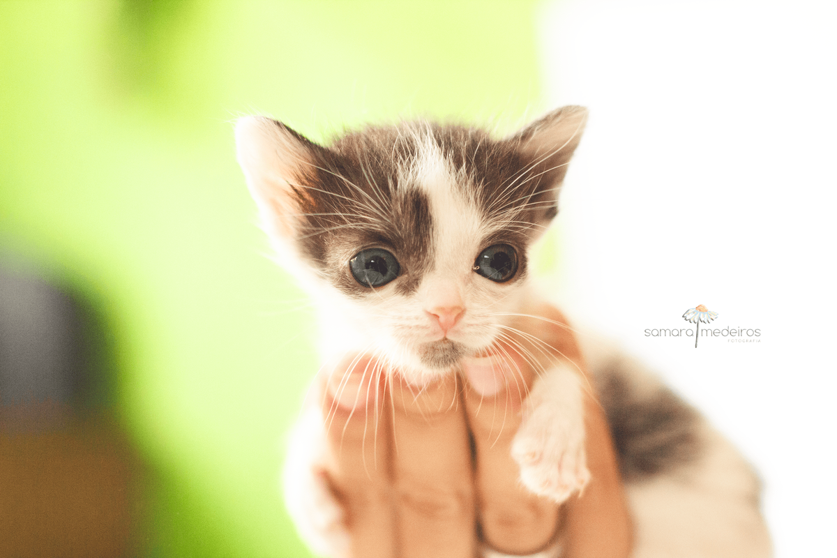 Gatinha filhote, preto e branca, na mão da protetora.