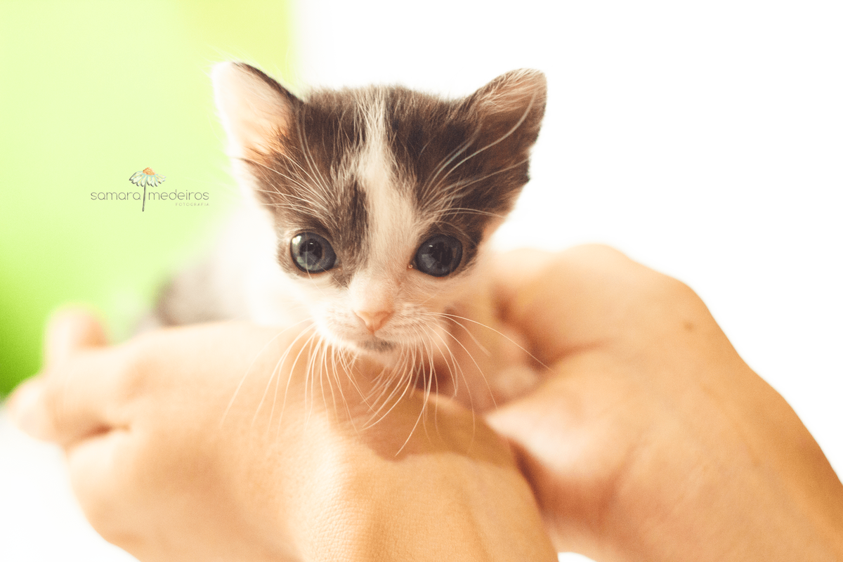 Gata filhote, olhando para a câmera, nas mãos das protetora, em concha.