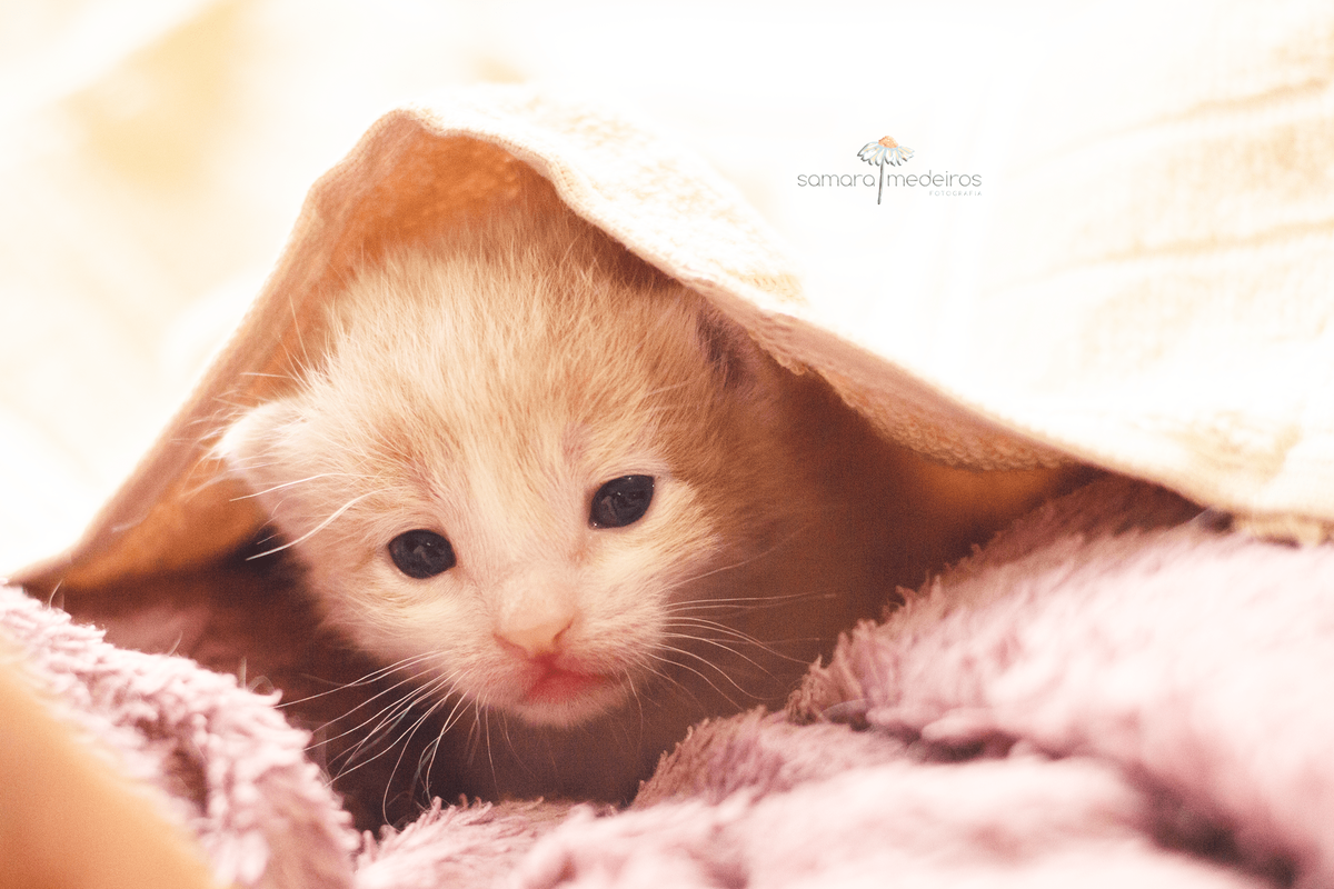 Gatinha cor de creme deitada sobre uma manta cor de rosa e coberta por outra manta, olhando pelo vão entre as mantas.