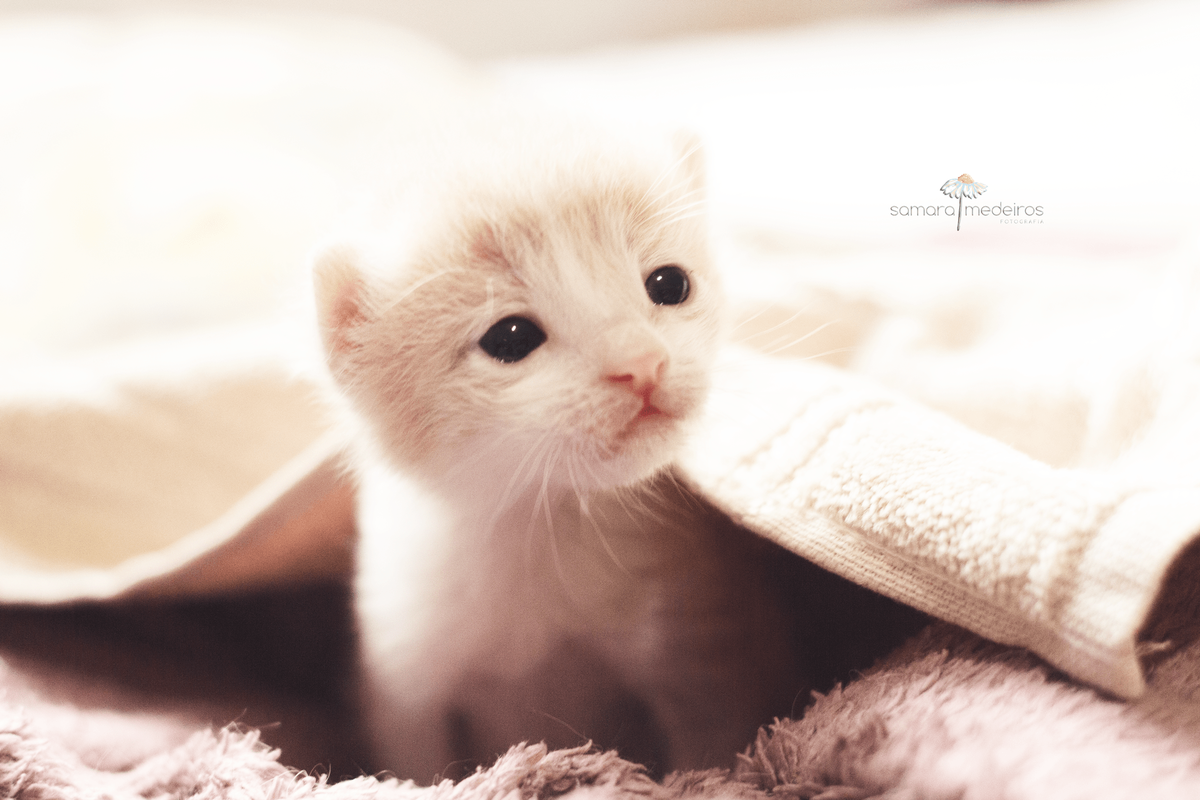 Gatinha cor de creme saindo de debaixo da manta com expressão curiosa.