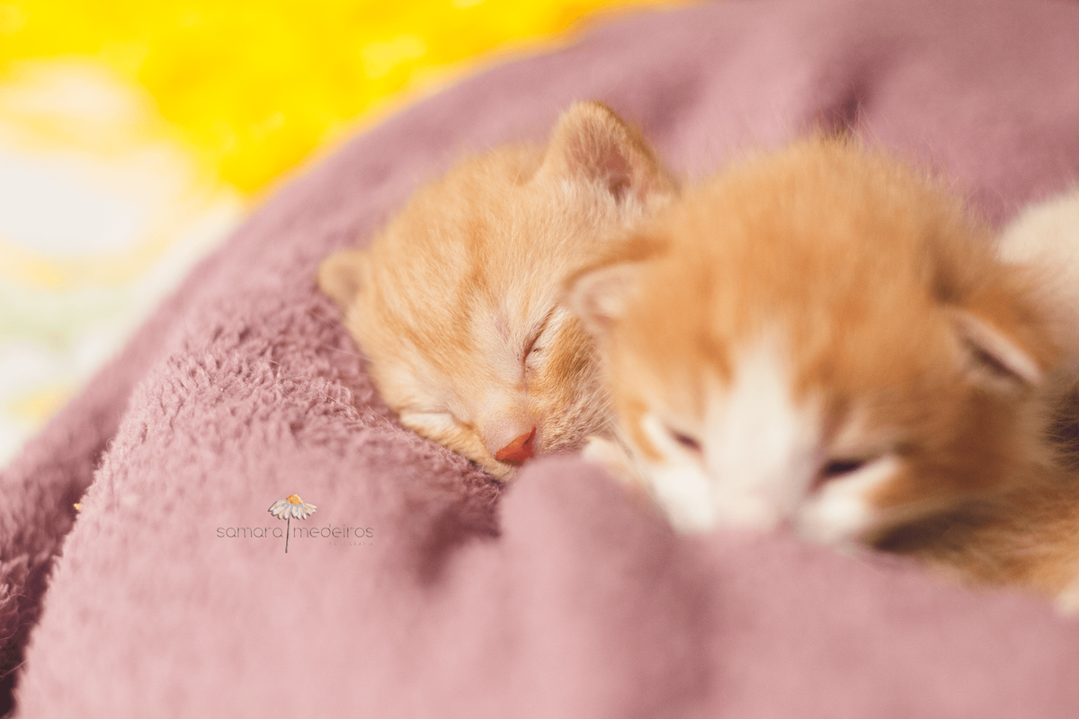 Dois gatinhos filhotes amarelinhos dormindo sobre uma manta.