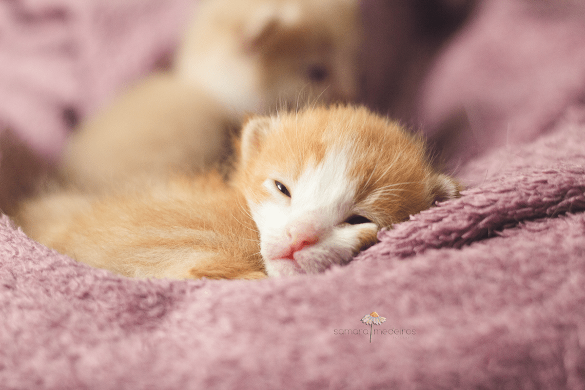 Gatinho filhote amarelo e branco dormindo, com os olhos entre-abertos, em cima de um irmão, sobre uma manta cor de rosa.