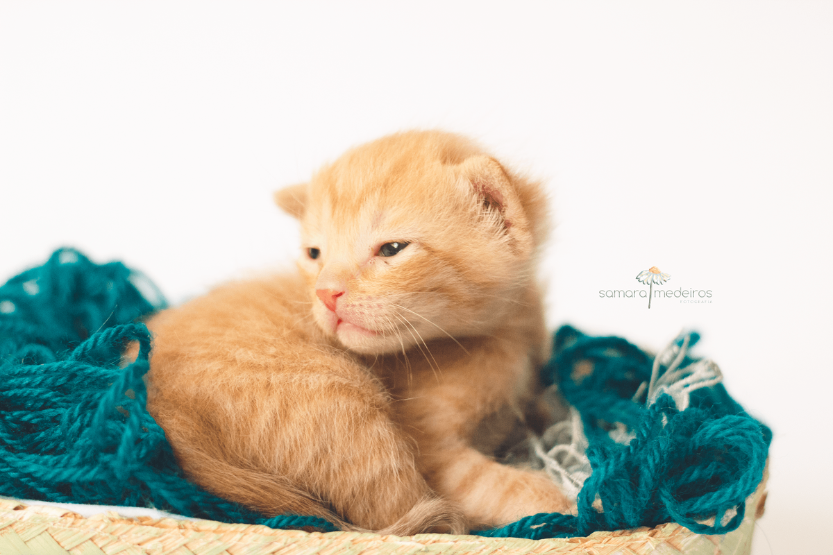 Gatinha filhote amarela sobre um emaranhado de fios de lã olhando por sobre o ombro com expressão sonolenta.