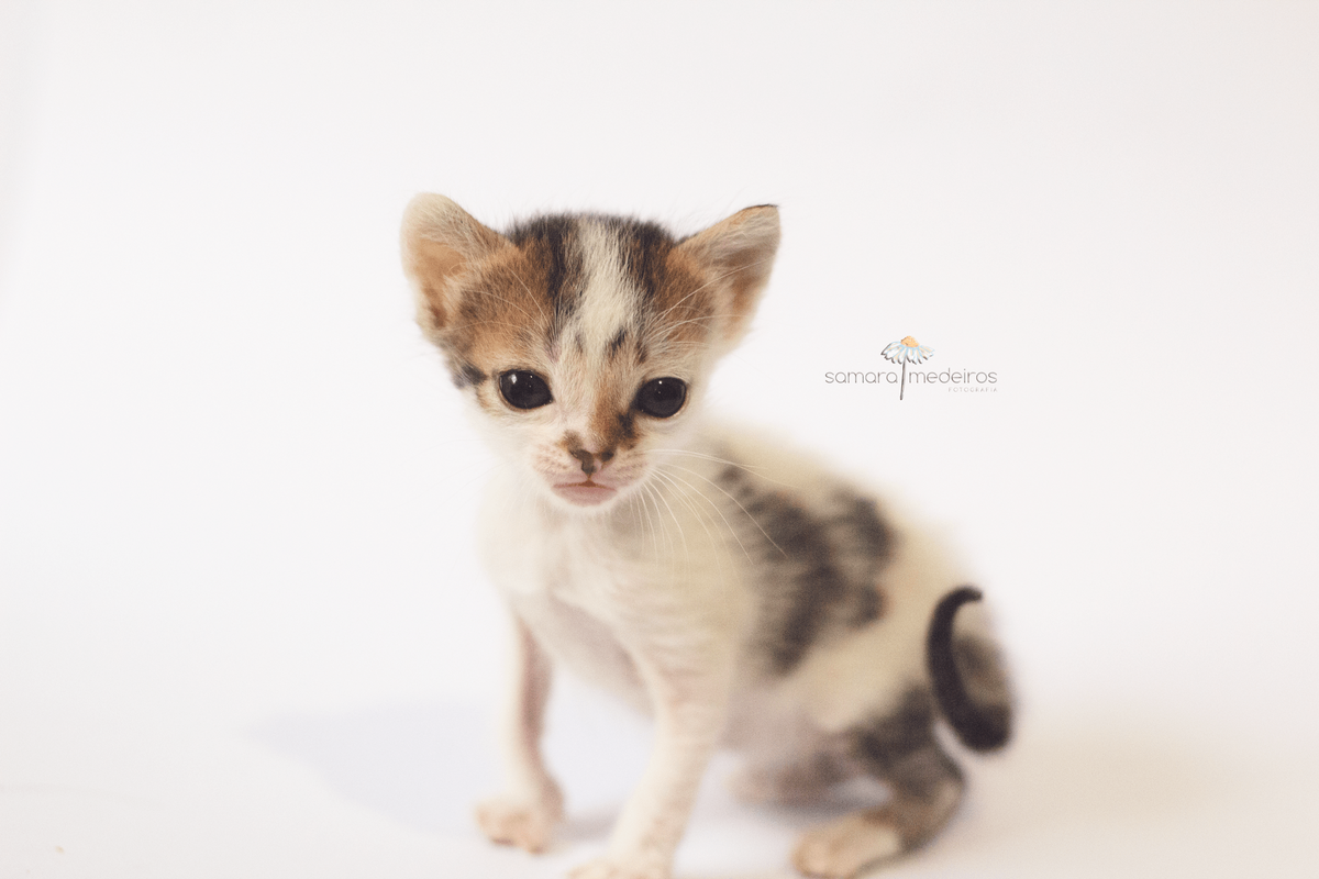 Gatinha filhote preto e branca sentada sobre um fundo branco olhando atentamente para a câmera.
