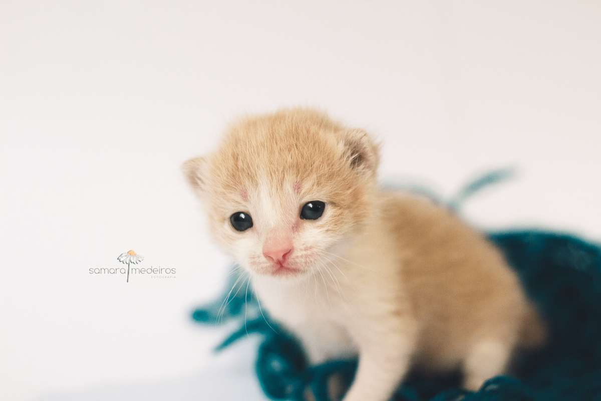Gatinha cor de creme sobre um emaranhado de fios de lã olhando para a câmera.
