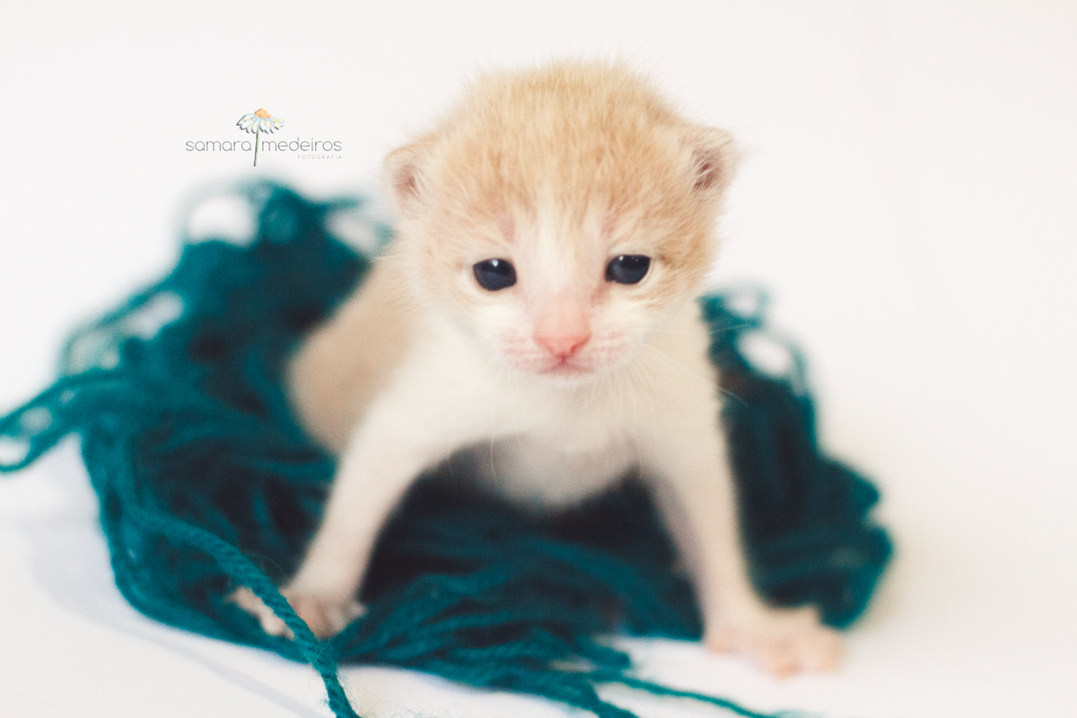 Gatinha cor de creme sobre um emaranhado de fios de lã verdes, com uma pose possessiva, olhando para a câmera.