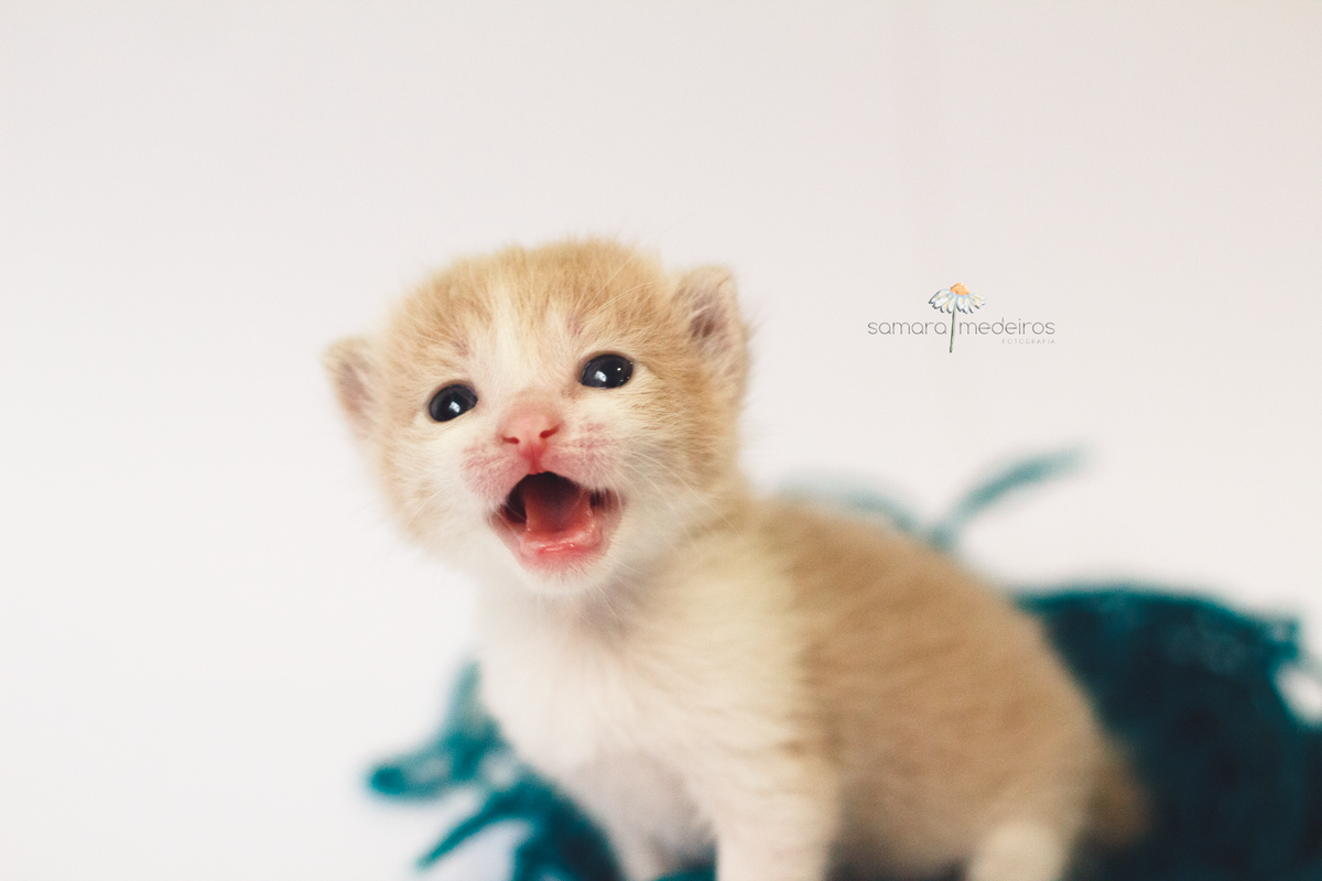Gatinha miando, olhando para a câmera, sobre um emaranhado de fios de lã verdes.