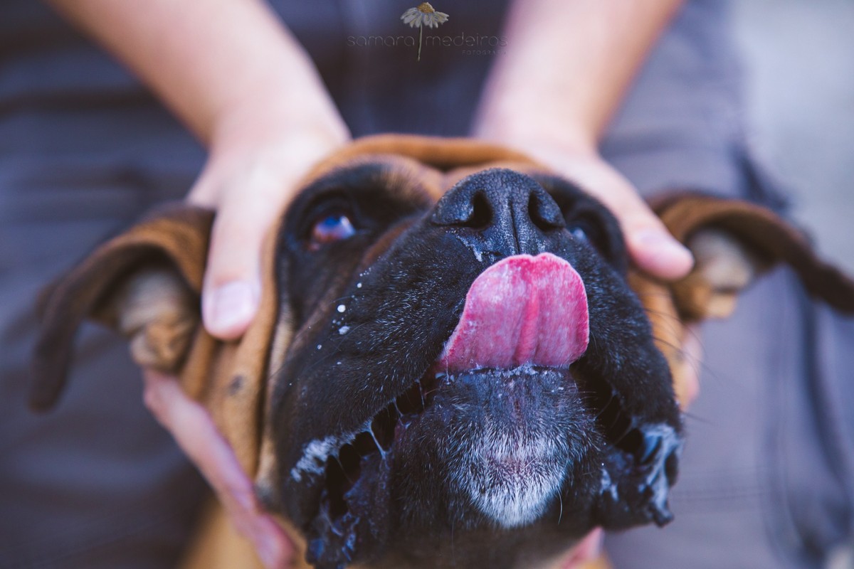Fotografia com foco na língua de um cachorro boxer, recebendo carinho.