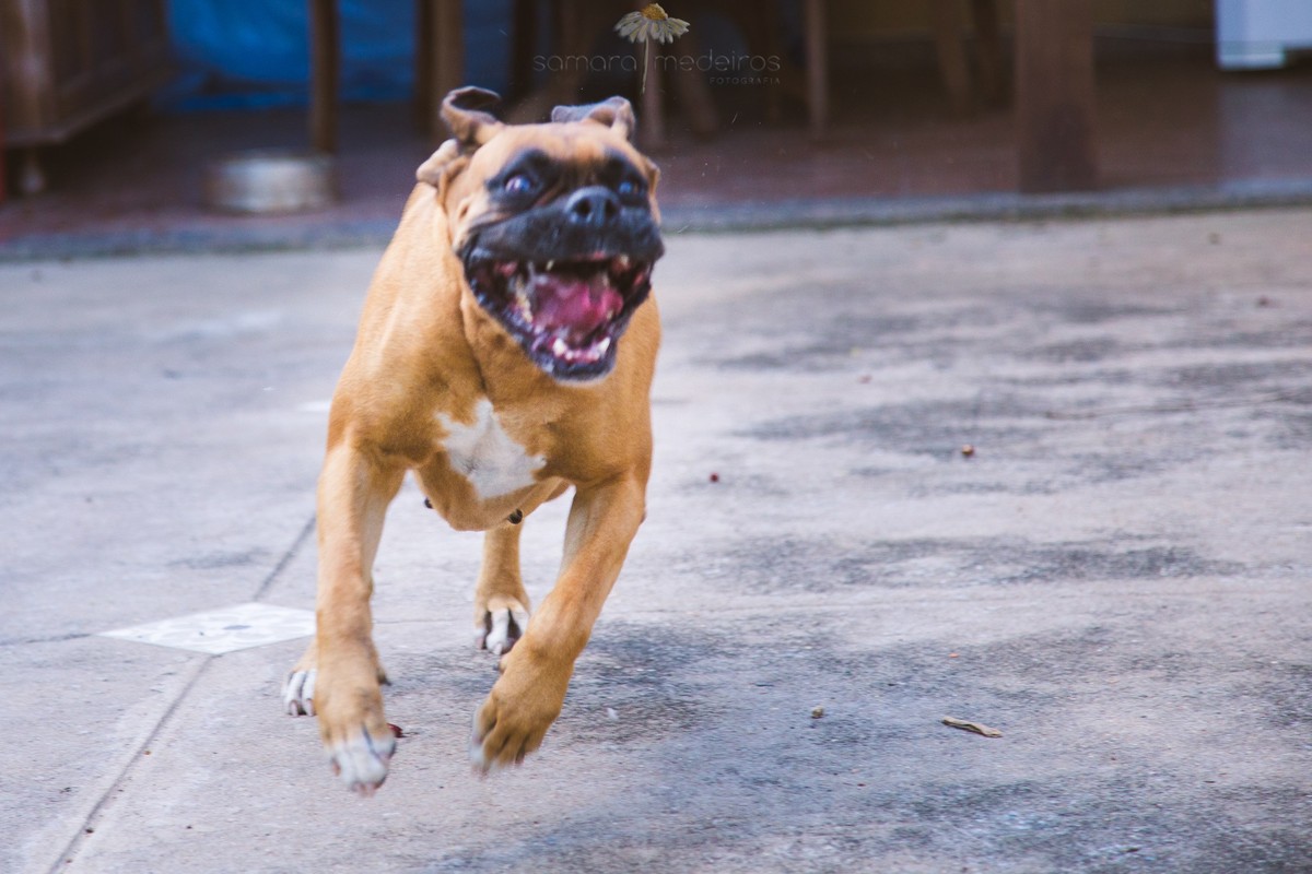 Cachorro boxer correndo em disparada, com a boca aberta, brincando durante seu ensaio pet, em sua casa.