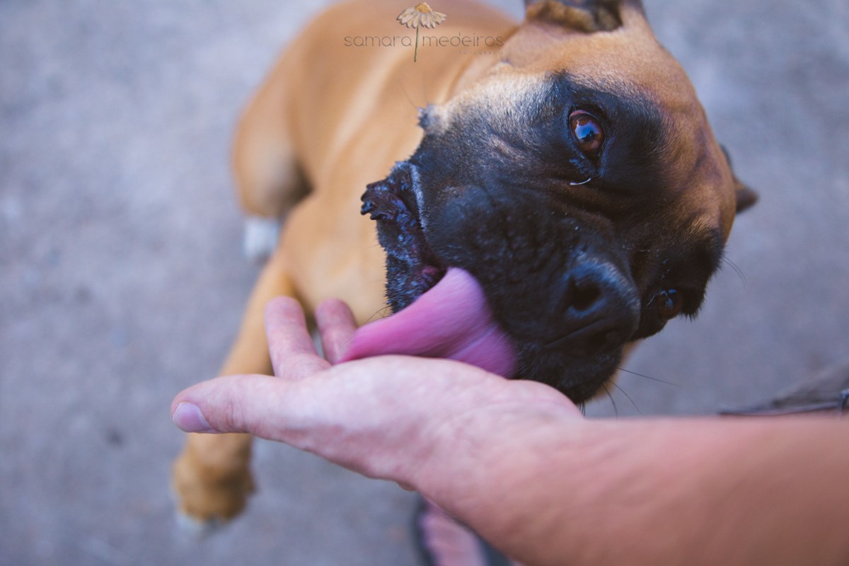 Boxer lambendo a mão de alguém da sua família durante um ensaio pet, em sua própria casa.