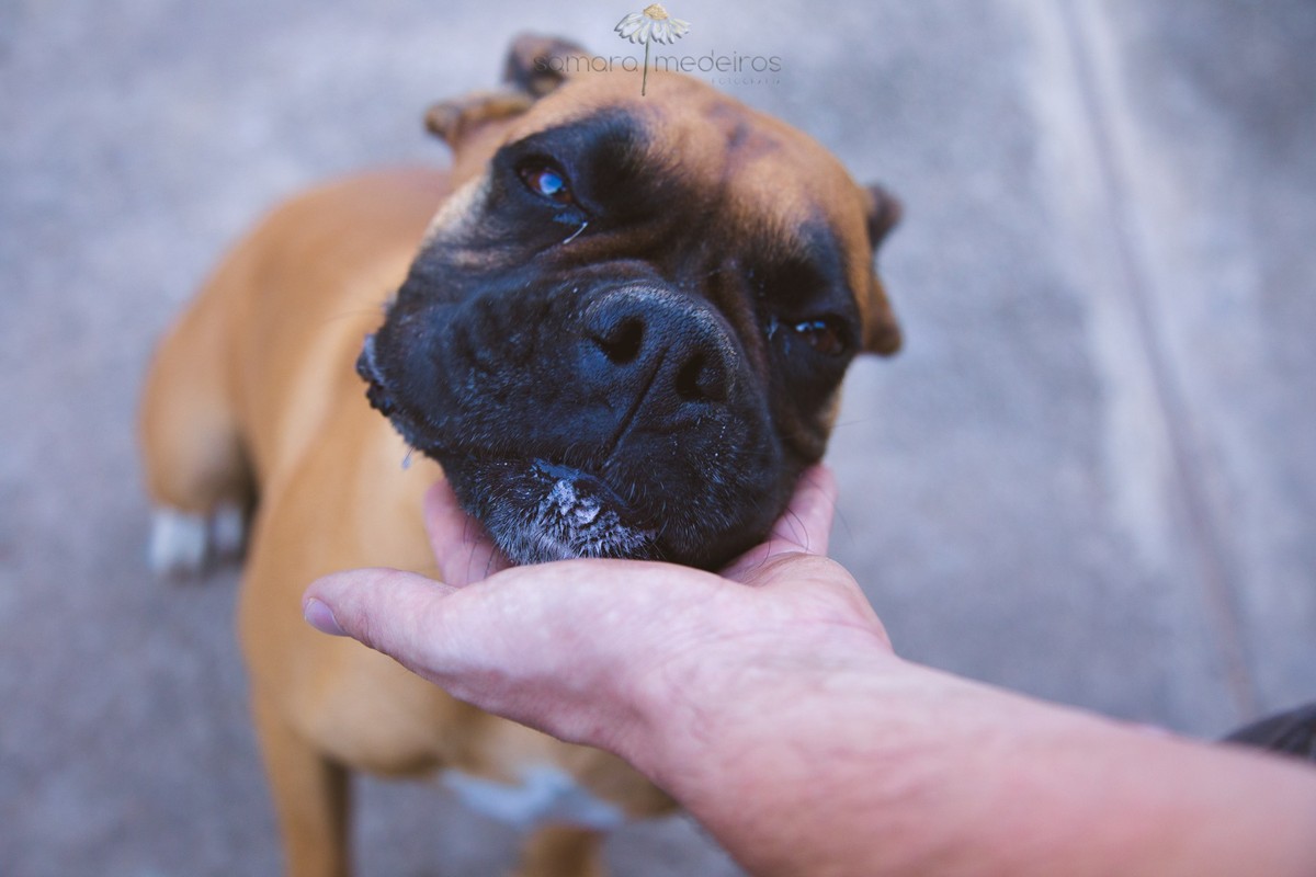 Boxer olhando para a câmera com uma cara bem singela e amigável, apoiada na mão de um membro da família, durante a sessão de fotos.