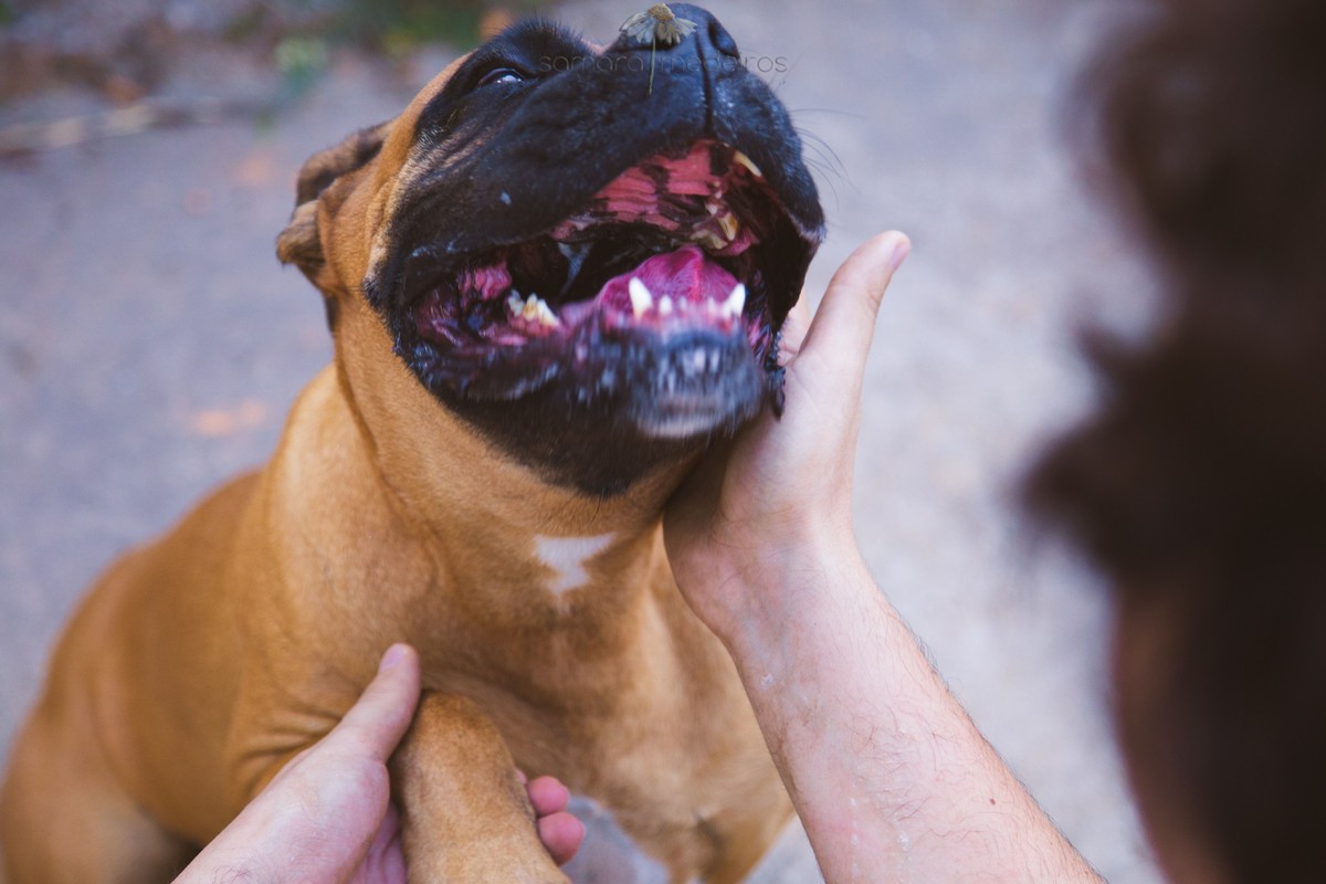 Boxer com a boca aberta aparentando estar feliz, ganhando carinho de um membro de sua família, durante sessão fotográfica pet, em Belo Horizonte.