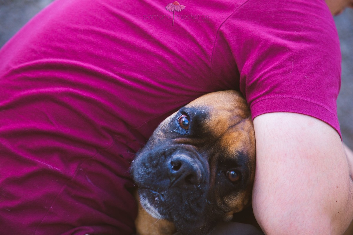 Foco na cara de um cachorro boxer sendo abraçado, com a cabeça embaixo do braço de uma pessoa de sua família, durante ensaio de fotos pet.