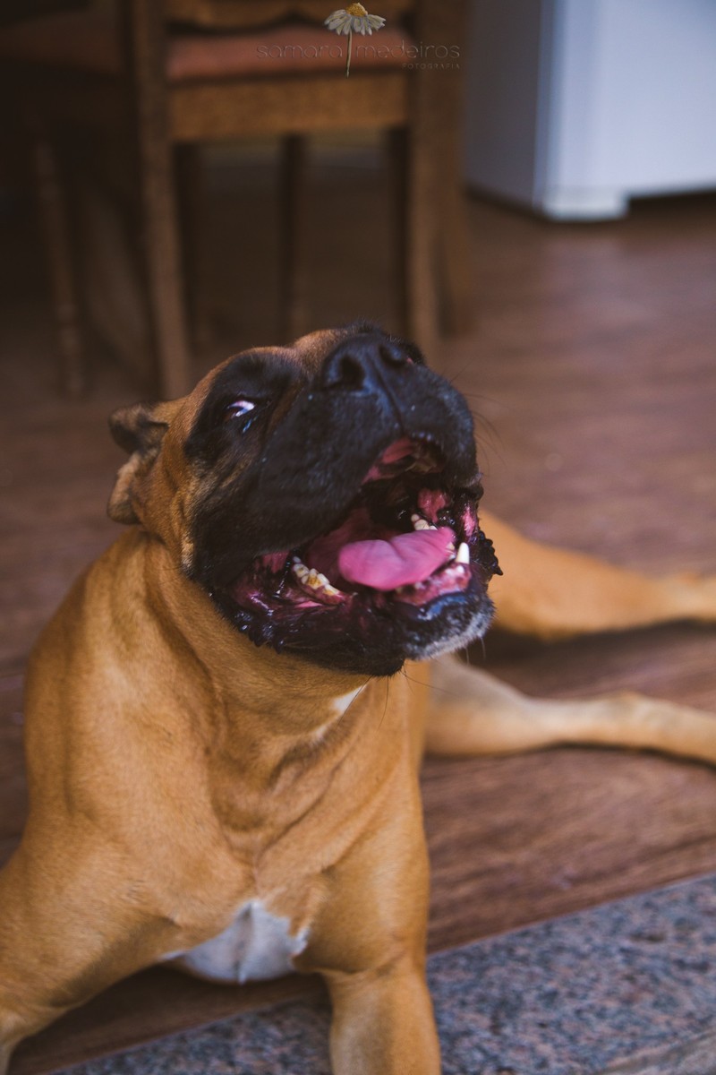 Boxer deitada no chão de sua casa, olhando para a foto, com a boca aberta como se estivesse sorrindo.