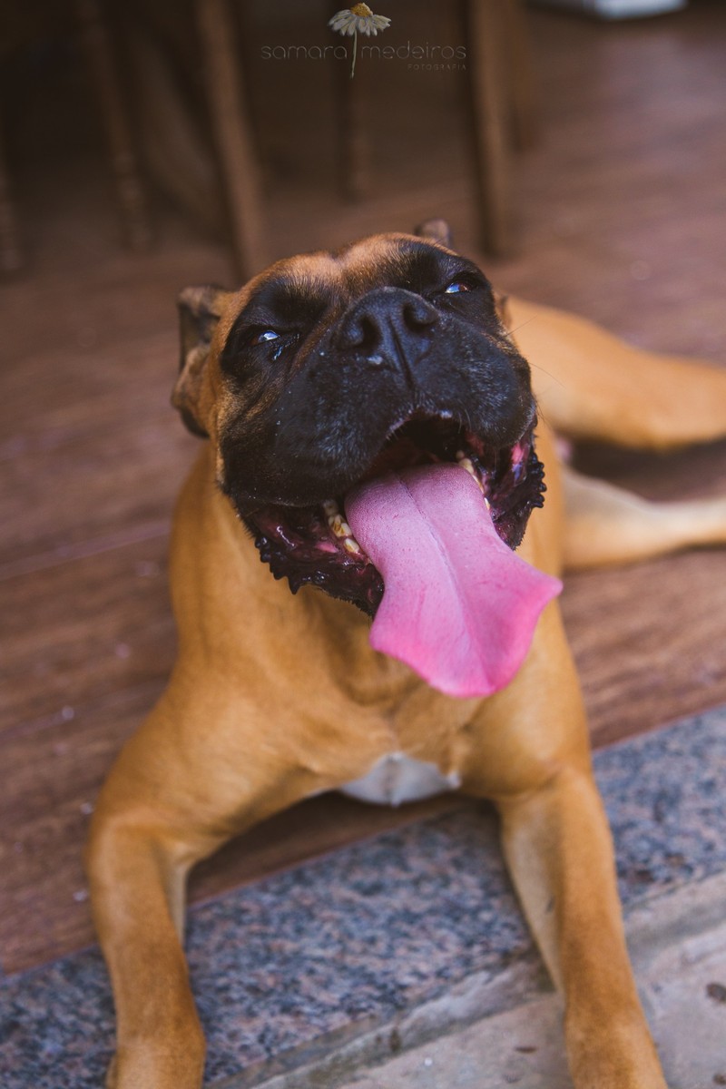 Boxer deitada no chão, cansada após sessão de fotos, olhando para a foto com a língua para fora.