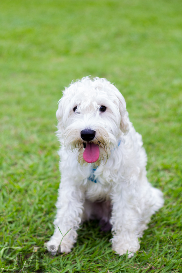 Cachorro schnauzer branco com a língua para fora em uma praça de Belo Horizonte.