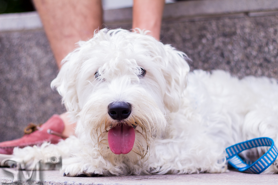 Cachorro deitado em uma escada e olhando para a câmera.