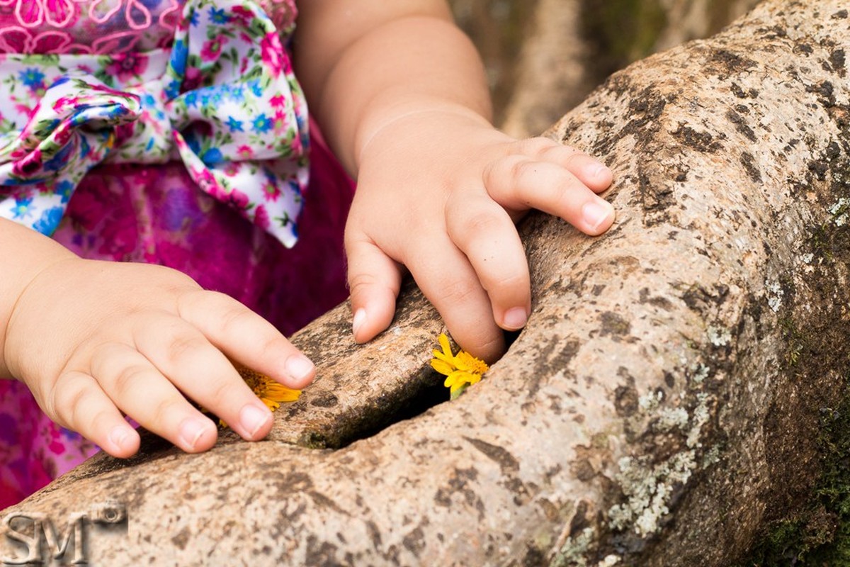 Mãos de uma criança brincando com uma flor em uma árvore, em um ensaio externo em parque de Belo Horizonte