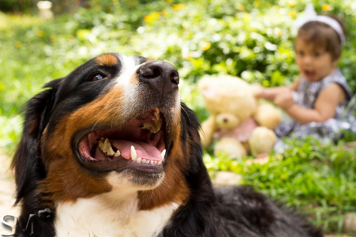 Cachorro sorrindo para a câmera com uma criança sentada na grama ao fundo, em ensaio infantil em um parque de Belo Horizonte.
