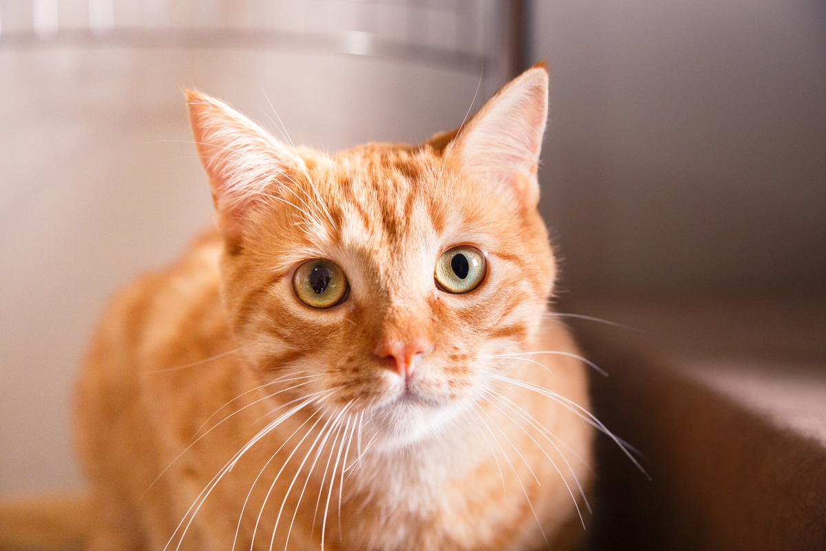 Foto de frente de um gatinho amarelo deitado em uma cadeira de sua casa olhando para a câmera.
