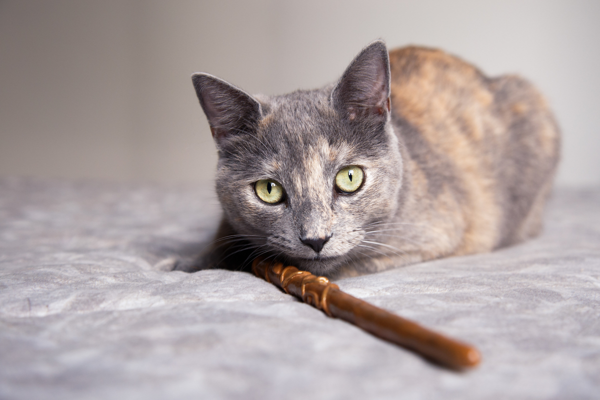 Gatinha cinza com manchas douradas deitada na cama com uma varinha de bruxo na sua frente olhando para a câmera com expressão desconfiada.