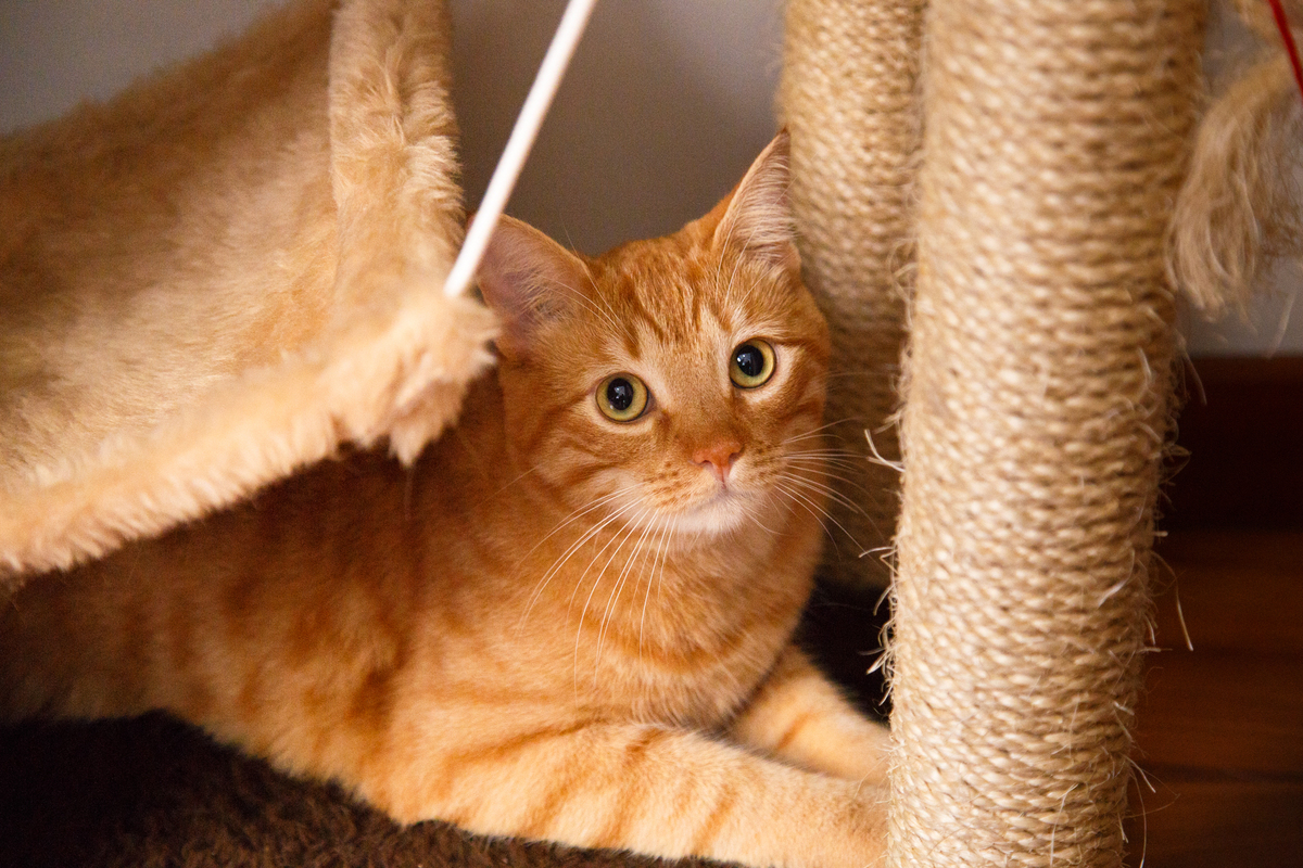 Gato amarelo deitado em seu arranhador, meio escondido.