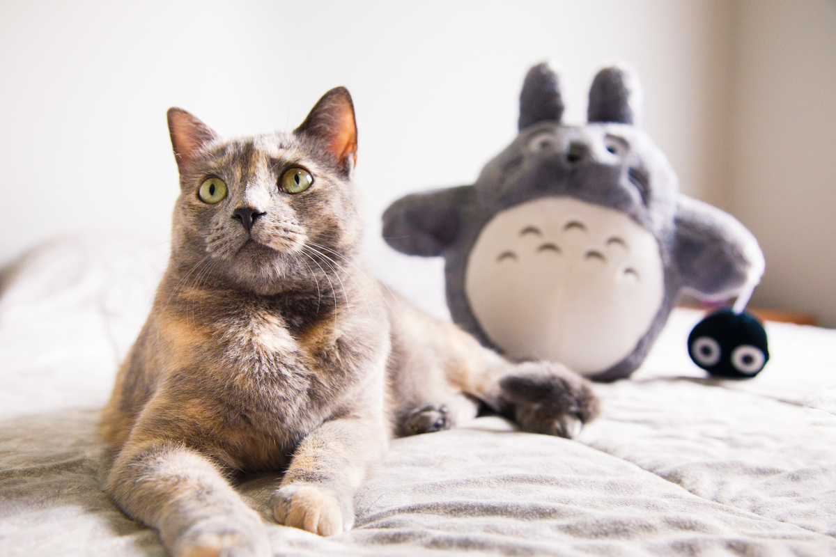 Gata cinza com rajados dourados deitada na cama com um pelúcia do Totoro ao fundo.