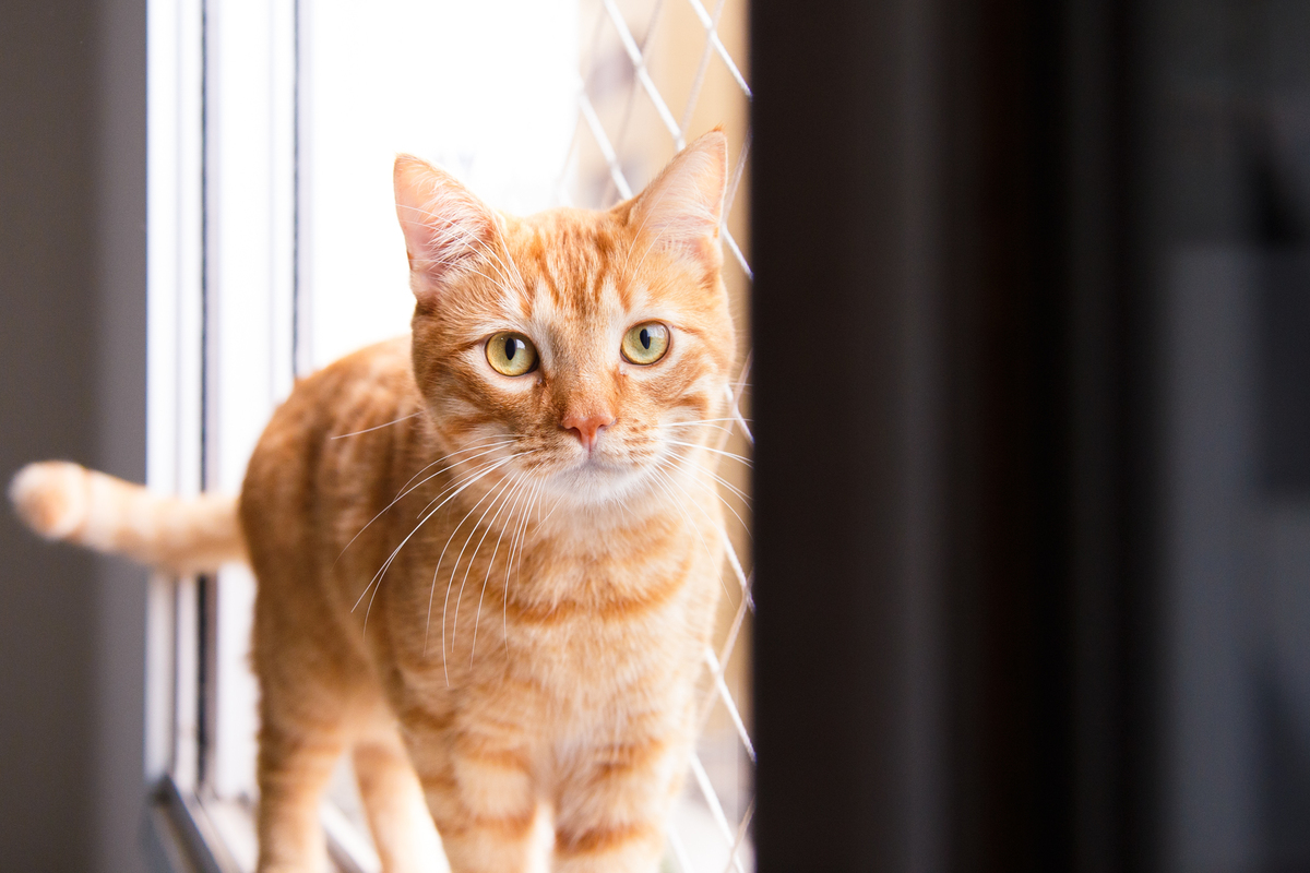 Gato ruivo na janela olhando para a câmera.