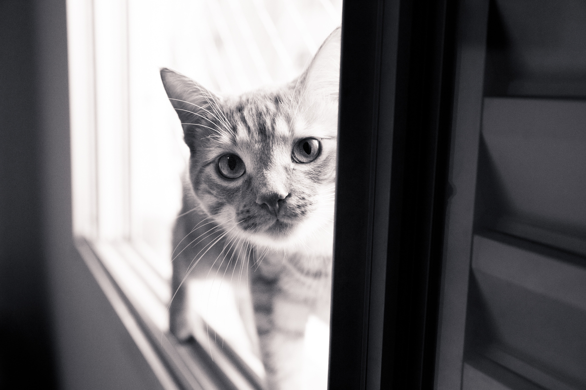Foto em preto e branca de um gato laranja de pé no batente da janela com a carinha para dentro olhando com expressão curiosa.
