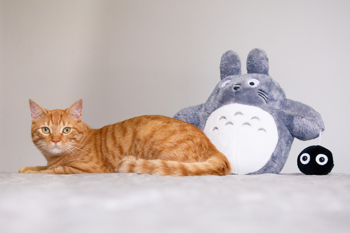 Gato amarelo deitado na cama de lado com uma pelúcia do Totoro atrás.