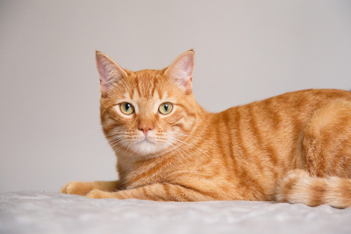 Close em um gato amarelo deitado de lado na cama olhando para a câmera.