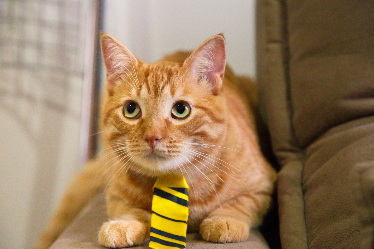 Gatinho amarelo com uma gravata amarela da Lufa-Lufa deitado no braço do sofá olhando para cima somente com os olhos, o que dá uma expressão de pidão.